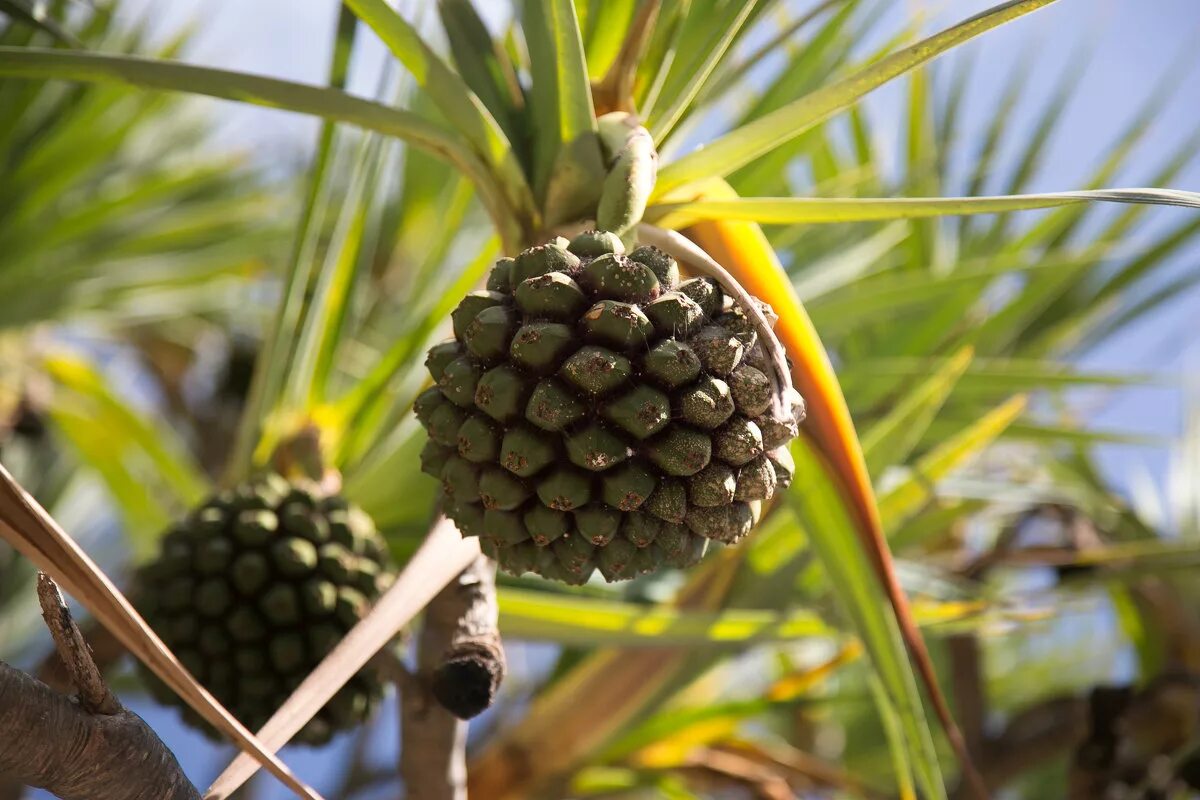 гилоцереус питайя. питахайя кактус. плоды драконового дерева. питахайя дерево. питахайя кактус.