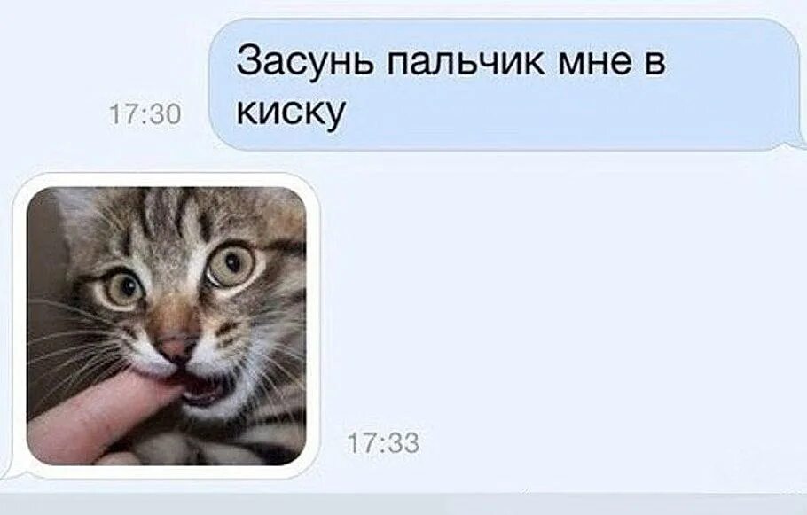 Хорошо потри мою киску. Шутки про киску. Киска прикол. Смешные киски. Пришли мне фотографию своей киски.