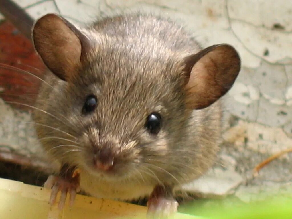 длинноухий прыгунчик. под похожий на мышку. под похожий на мышку. желтогорлая мышь. землеройка арктическая бурозубка.