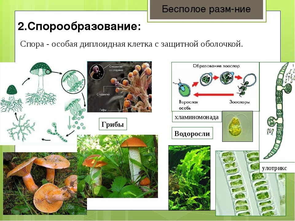 Размножение с помощью спор характерно для. Спорообразование бесполое размножение схема. Вегетативное размножение спорами. Спорообразование многоклеточных организмов. Бесполое размножение растений споры.