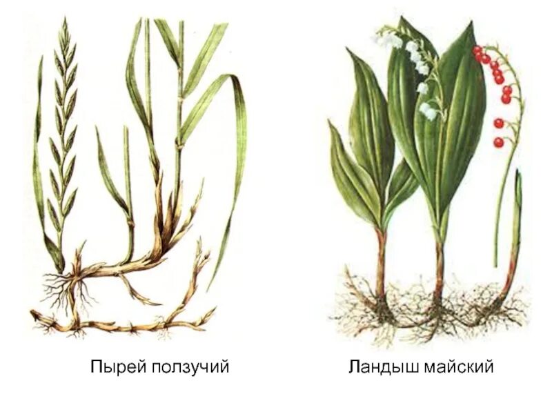 Корневая система ландыша. Корневище пырея это побег. Пырей ползучий побег. Пырей ползучий размножение корневищем.