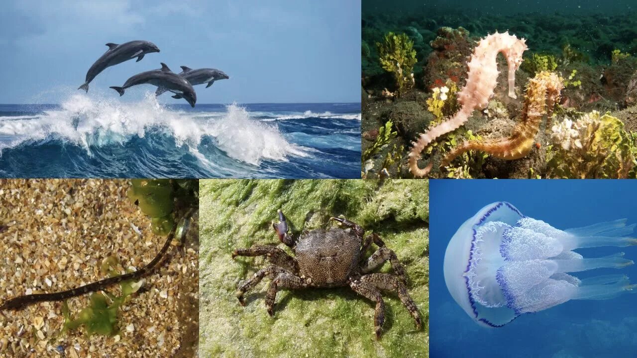Морские обитатели крыма фото YugNash.ru