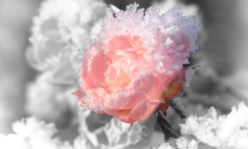 Высказывания о поздней любви. Цветы уходишь ты. Блондинка уходит в даль. Не верь не бойся не проси. Настроение грусть.