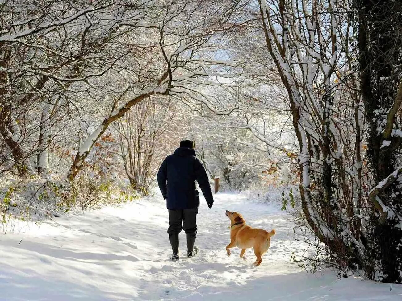 Собака зимой. Зимняя прогулка. Прогулка в зимнем лесу. Зимняя прогулка с собакой.