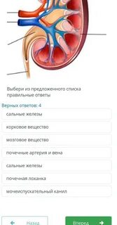 Рассмотрите изображение почки