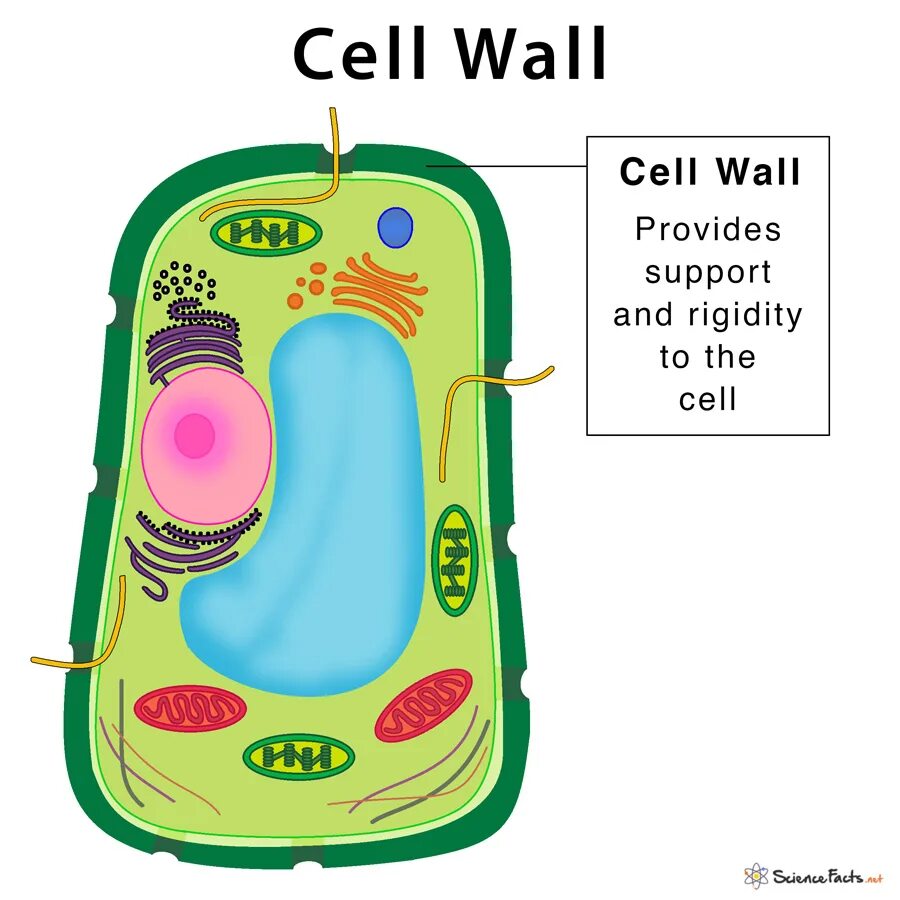 Cell Wall. Function of Cell Wall. Plant Cell Wall. Cell surface and Cell Wall.