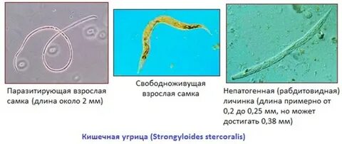Угрица кишечная