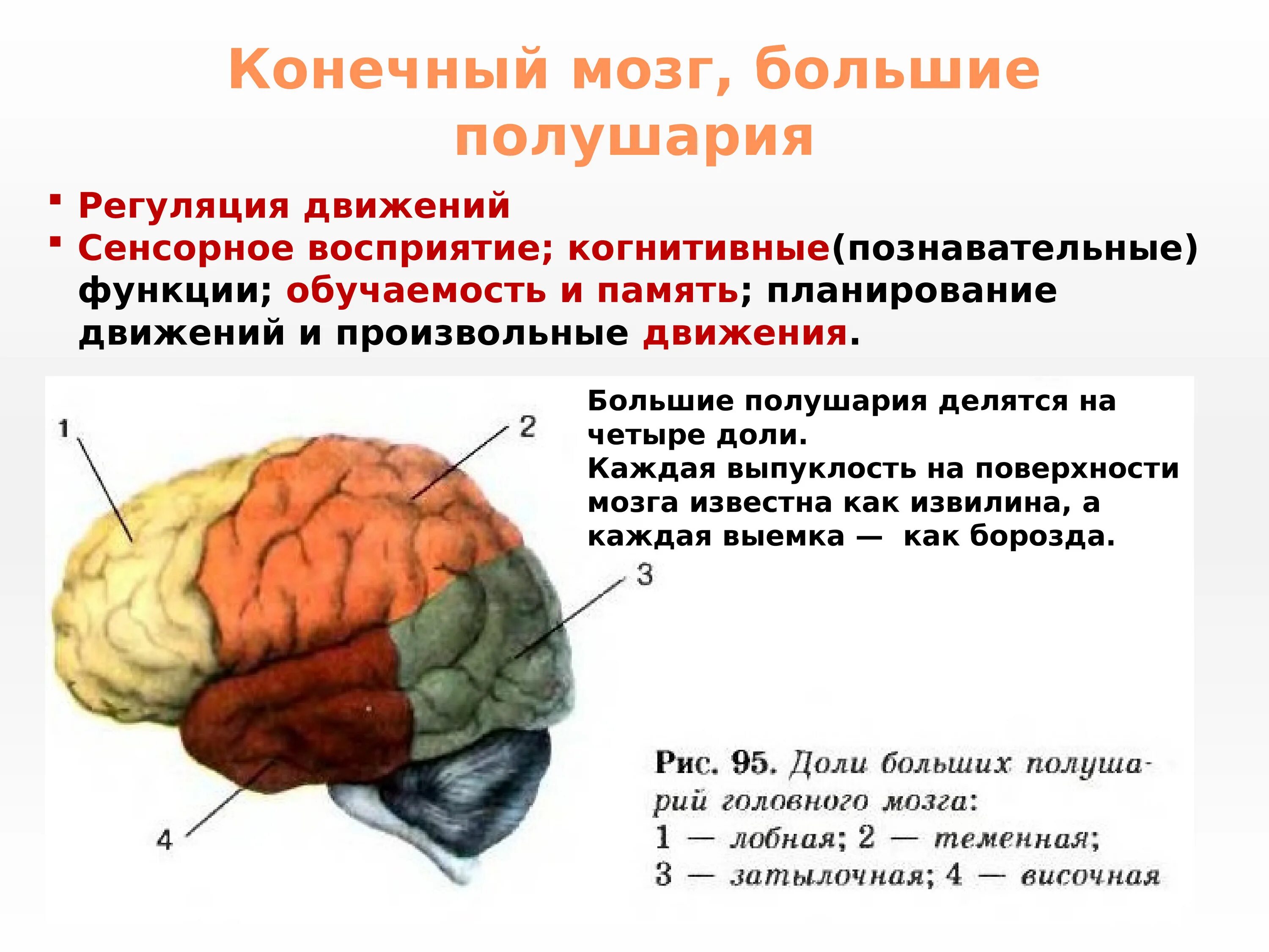 Сравните строение больших полушарий. Функции конечного мозга в головном мозге человека. Строение конечного отдела головного мозга. Мозг строение конечный мозг. Строение коры конечного мозга.