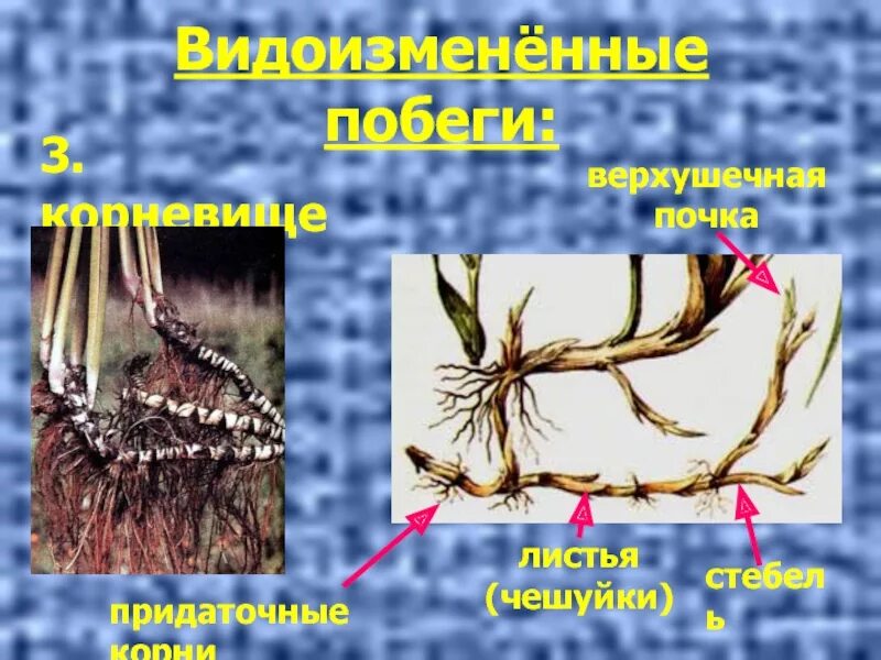 Гипогеогенное корневище. Корень и корневище. Придаточные почки на корнях. Почки на корневище. Строение корневища.