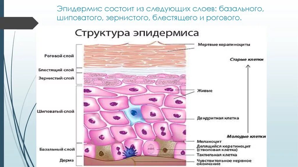 Эпидермис ткань функции. Базальный шиповатый зернистый блестящий роговой. слои кожи базальный шиповатый. блестящий слой эпидермиса строение. из чего состоит эпидерма кожи.