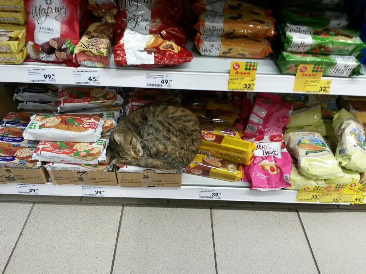 Справ. Порожает. Дипломная работа на тему грибковые заболевания ног. Кожаная гедрогея поразит. Таблетки лекарства.