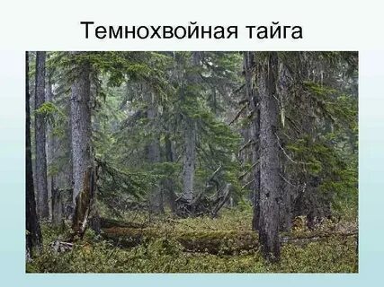 Преобладающие породы деревьев в темнохвойной тайге