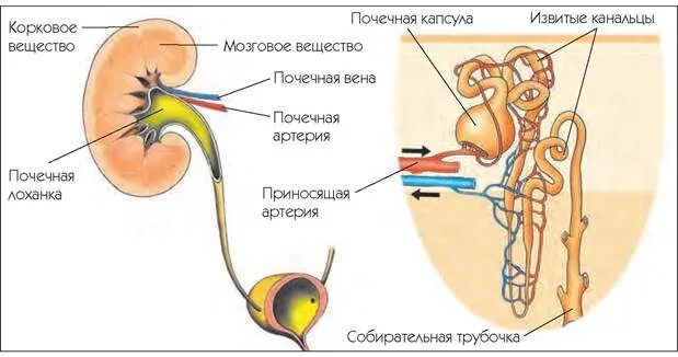 Самостоятельный организм. Самостоятельный организм
