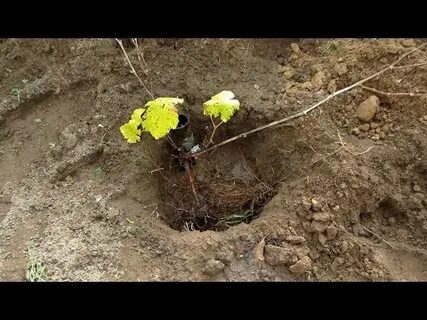 Пересадка винограда в сентябре на новое место