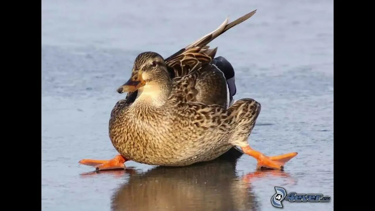Гусь скользит по льду