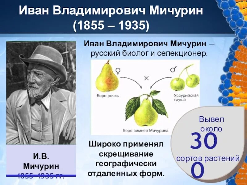 Достижения отечественной селекции сообщение
