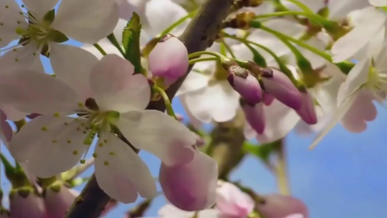 Расцвели мои цветочки