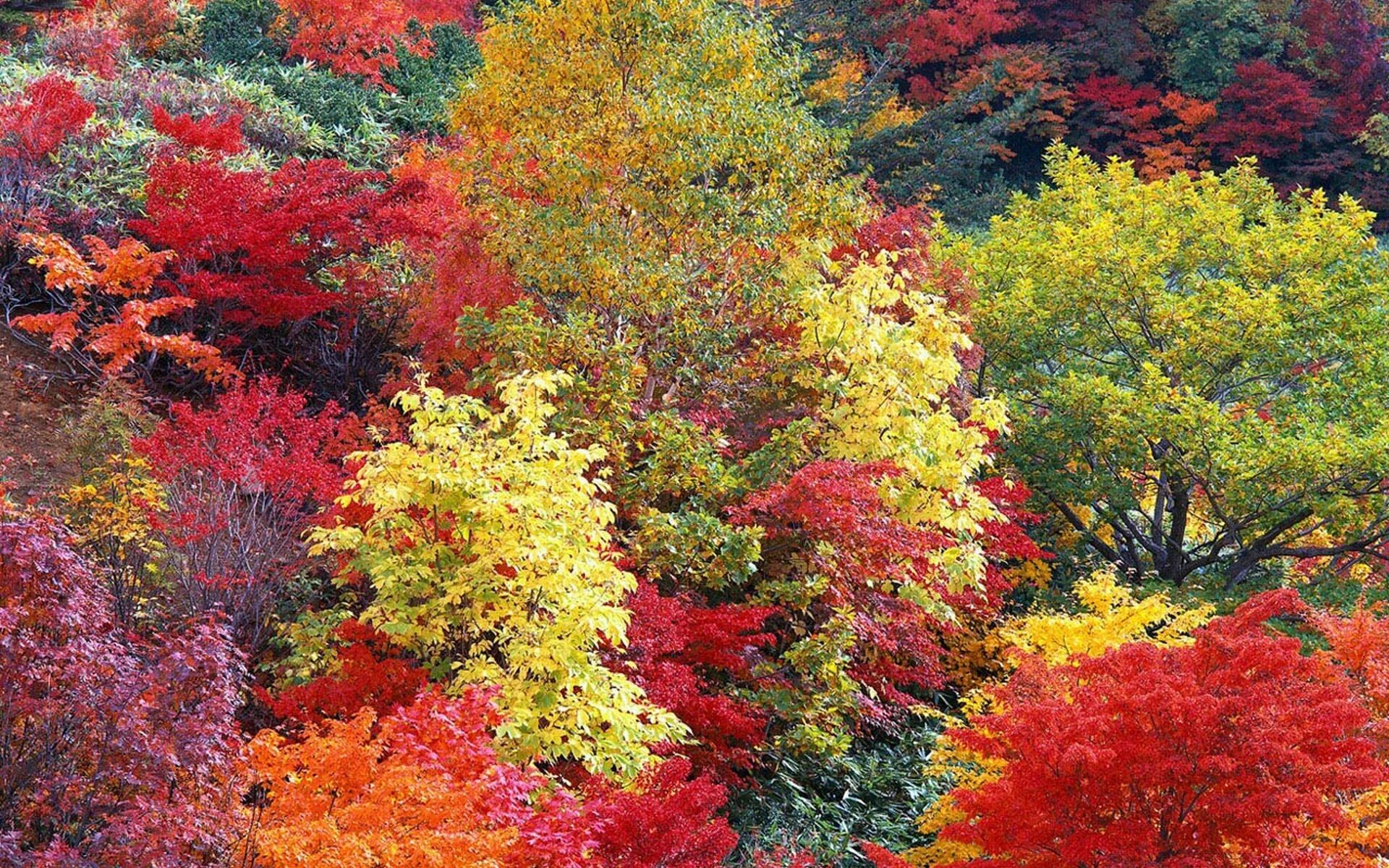 Осенний лес лиловый золотой багряный. Осеннее дерево. Разноцветная осень. Яркие краски осени.