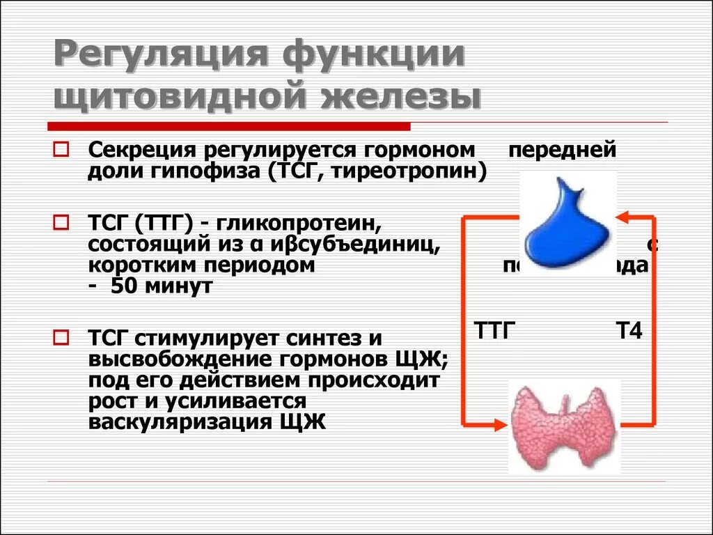 Клетки мишени тиреотропного гормона. Тиреотропный гормон регуляция секреции. Регуляция гормонов щитовидной железы кратко. Каскадный механизм секреции гормонов щитовидной железы.