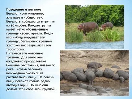 Бегемот презентация для детей