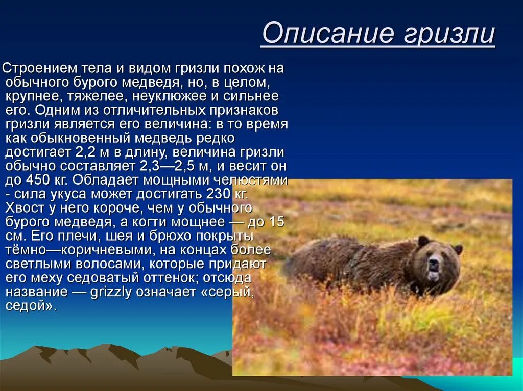 На каких обитают медведи гризли. Бурый медведь Гризли в Северной Америке. Гризли описание животного. Медведь Гризли описание. Медведь Гризли доклад.