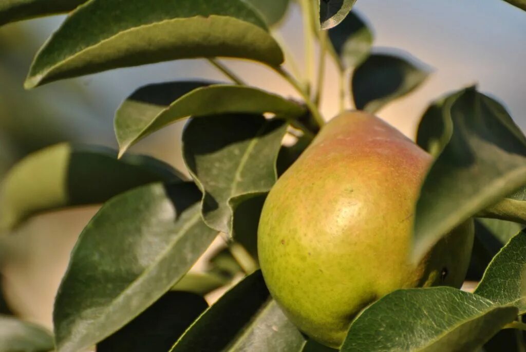 Груша"памяти Яковлева" (Pyrus "pamyati Jakovleva"). Груша любимица Яковлева дерево. Сорт груши памяти Яковлева. Груша обыкновенная памяти Яковлева. Осенняя яковлева груша описание сорта фото отзывы