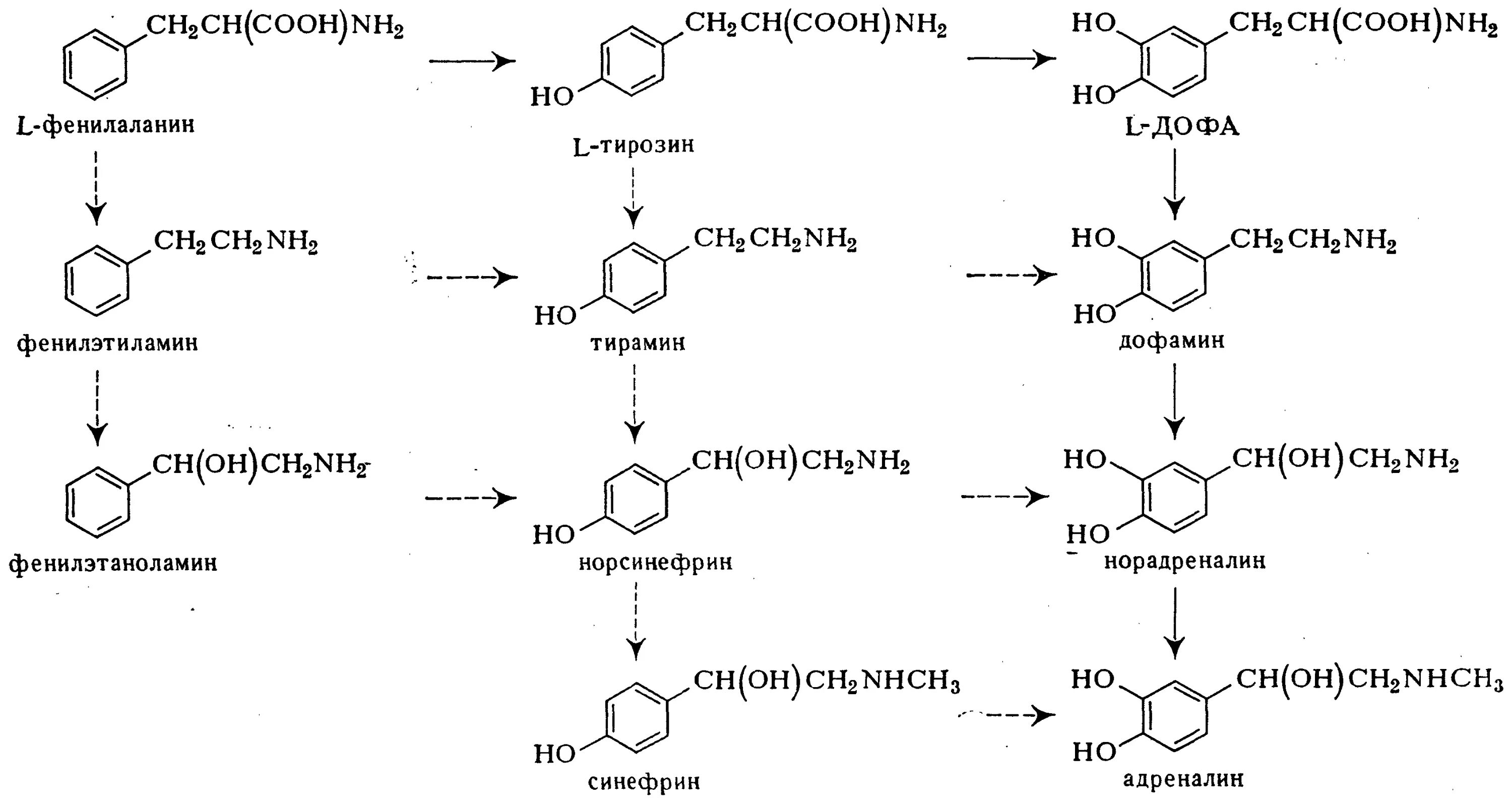 Схема синтеза адреналина из тирозина. Схема синтеза катехоламинов. Биосинтез катехоламинов биохимия. Синтез адреналина из фенилаланина.