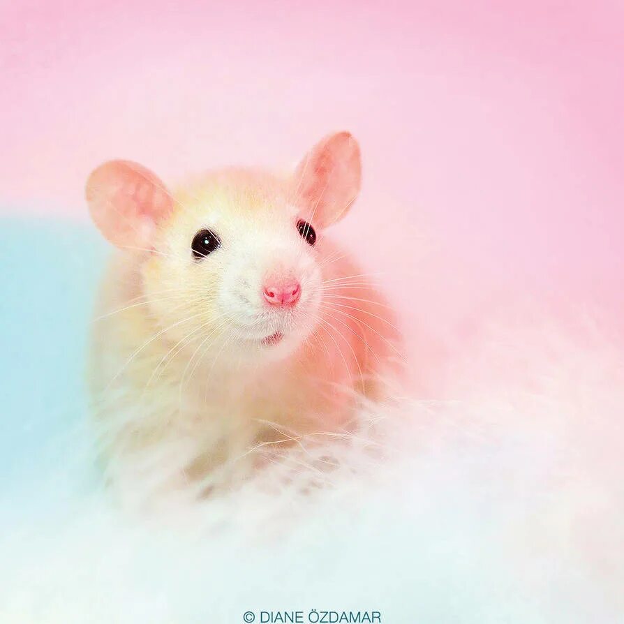 Милые мышки. Розовая мышь. Красивая мышка. Милые крыски. Мышь мило