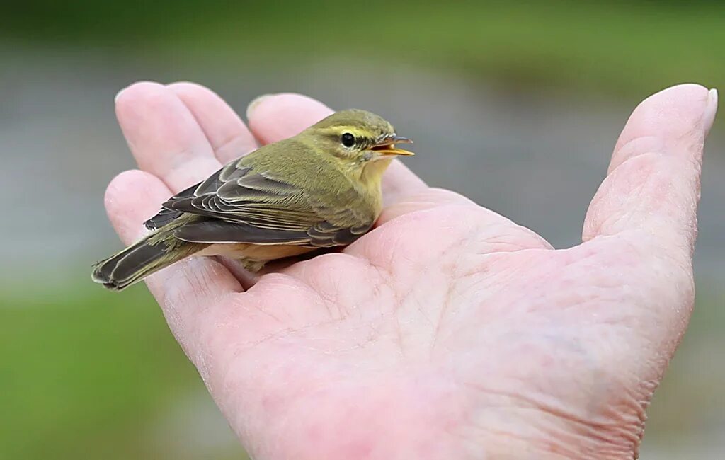 лазоревка птица птенец. пеночка-теньковка гнездо. зеленый птенец. зеленый птенец. зеленый птенец.