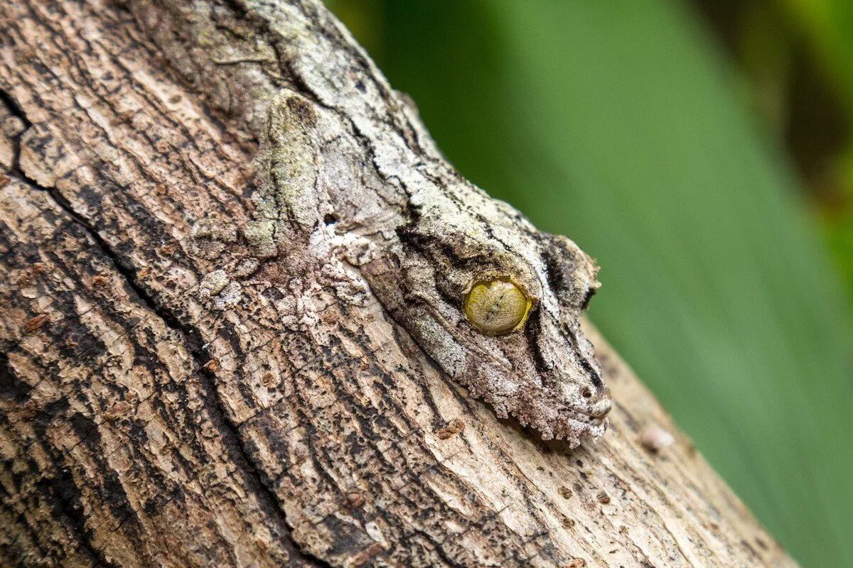 Мадагаскарский плоскохвостый геккон. Плоскохвостый геккон Хенкеля. Листохвостый геккон Мимикрия. Мшистый листохвостый геккон.