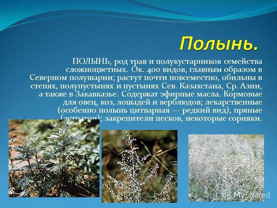 Полынь среднеазиатская. Где обитает полынь. Где обитает полынь. Растения степи полынь. Полынь двудомная полынь горькая.