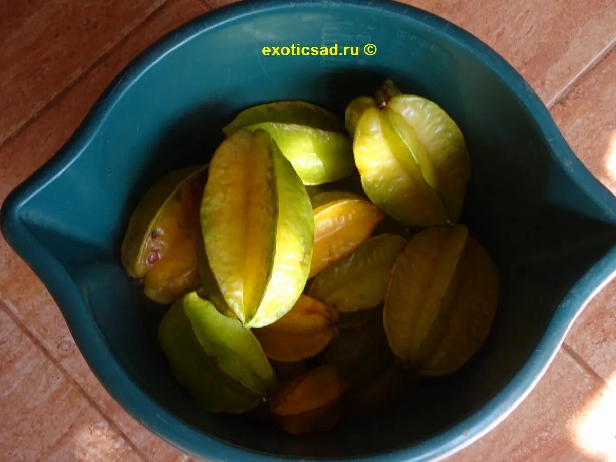 Карамбола valley. Карамбола цветение. Аверроа. Карамбола valley. Карамбола valley.