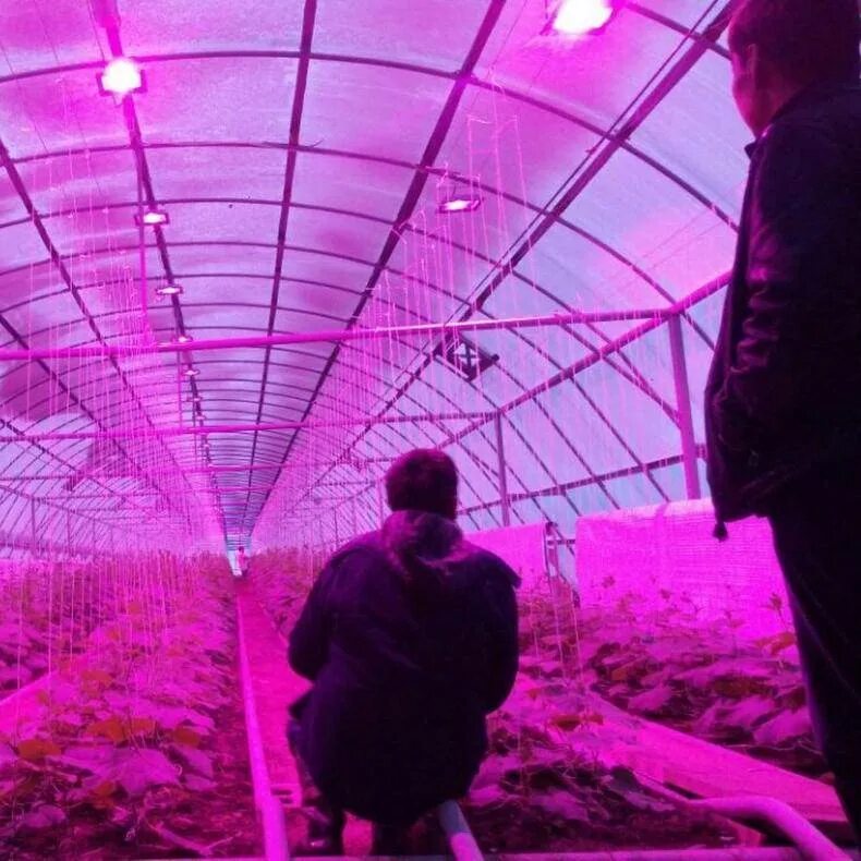 Ультрафиолетовая лампа для теплицы. Микрозелень фитолампа. Лампы для теплиц. Тепличный комплекс днат лампы. Лампы для теплиц.