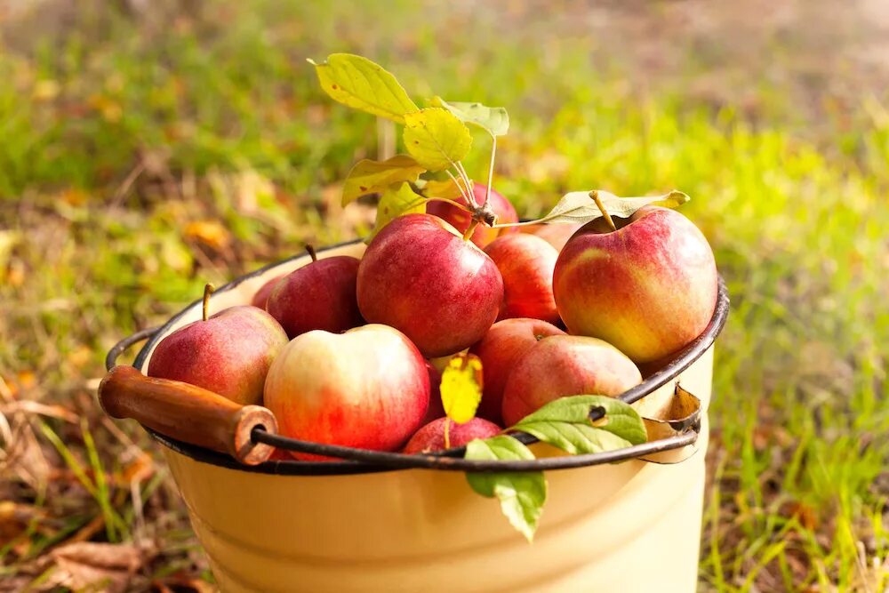 Ведро яблок притча однкнр. Ведро яблок. Яблоки в саду. Красивое яблоко. Осенние яблоки.