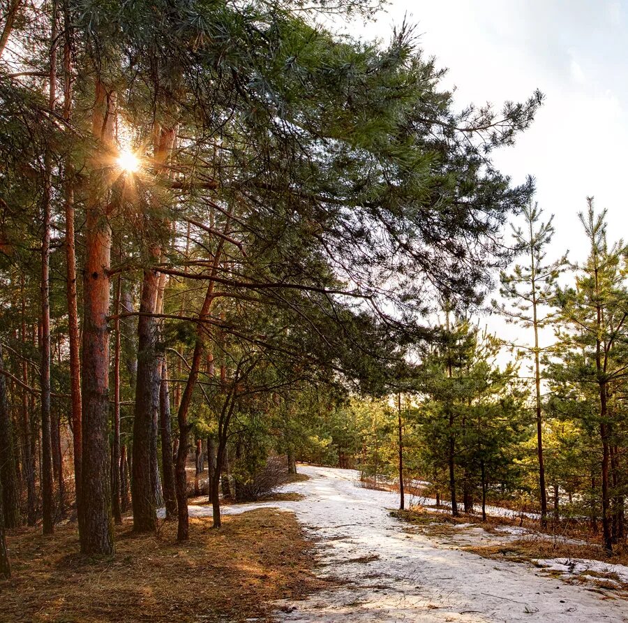 сосновый бор усманка воронеж. осенние грибы бузулукского бора. сосняк кисличник. бор сообщество. лес для презентации.
