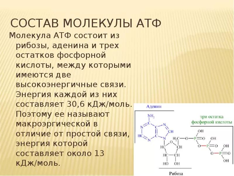 Связи между атф. Из каких компонентов состоит молекула АТФ. Строение молекулы АТФ. Химическая структура АТФ. АТФ структура и функции.