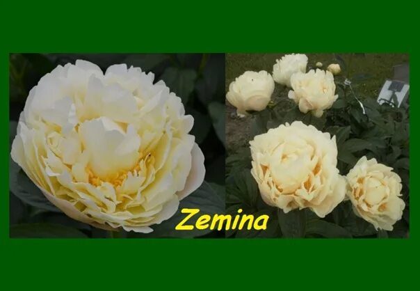 #осень2021 #продажаPaeonia Zemina /Пион ЗеминаMIELY 2007Двойная форма цветка, по
