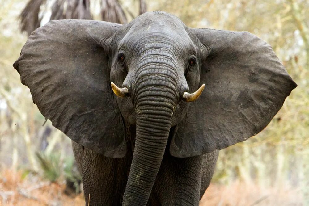 У слона большие уши. Elephant s ear. Elephant s ear. Слоны уши. Изображение слона.