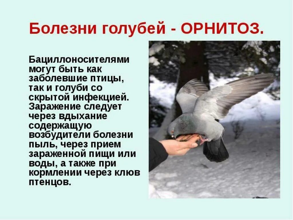 Можно ли давать людям