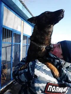 Занятия кинолога с собакой