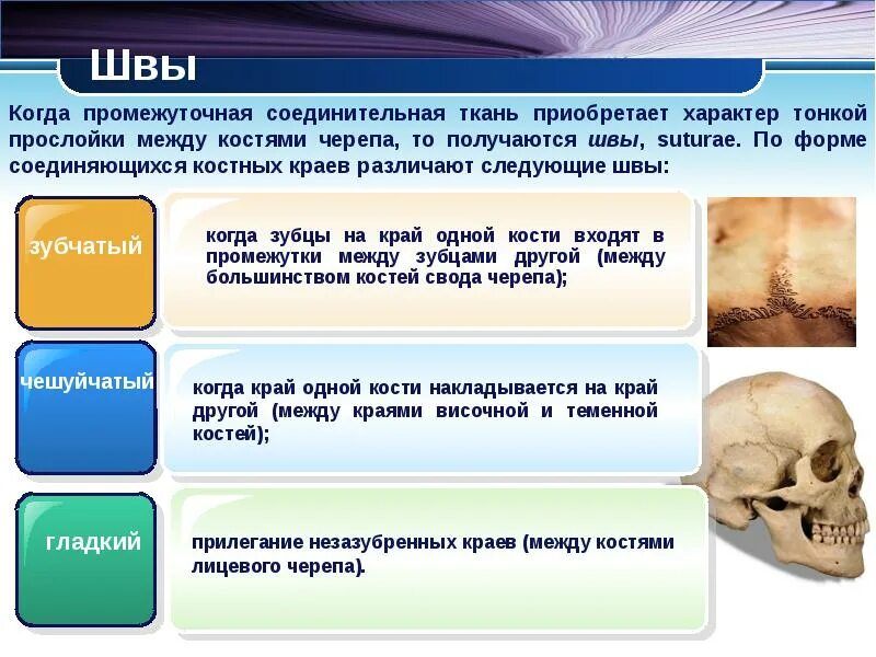 Между костями находится прослойка плотной соединительной ткани. Соединения между костями черепа. швы между костями черепа. что между костями.