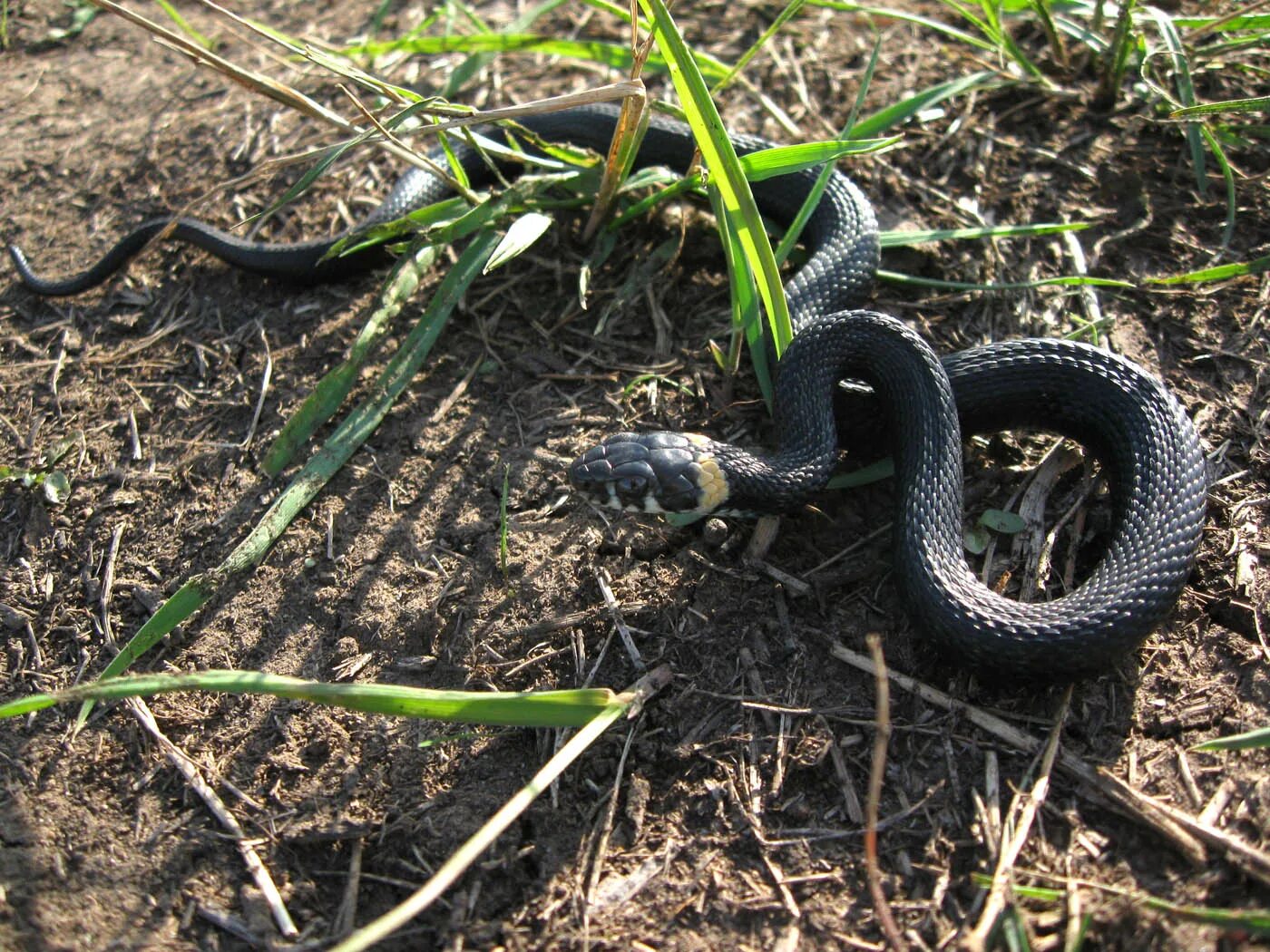 обыкновенный уж меланист. видит ли уж. ). обыкновенный уж natrix natrix. уж обыкновенный - змея неядовитая.