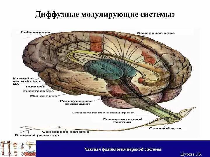 Диффузная строение. Диффузная нервная система. Нервная система диффузного типа. Основные элементы диффузной нервной системы. Диффузная нервная система схема.