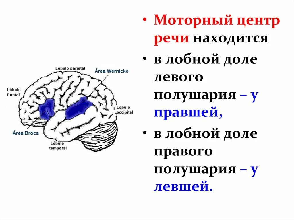 Центр речи в мозге человека. Мозговые центры речи. Двигательный центр речи расположен:. Центр речи в мозге. Речевые зоны мозга.