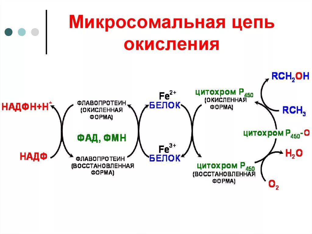 Установите последовательность этапов окисления молекул. Микросомальное окисление цитохром р450. Цитохром р450 цепь. Цитохром p450 реакции. P450 цепь окисления.