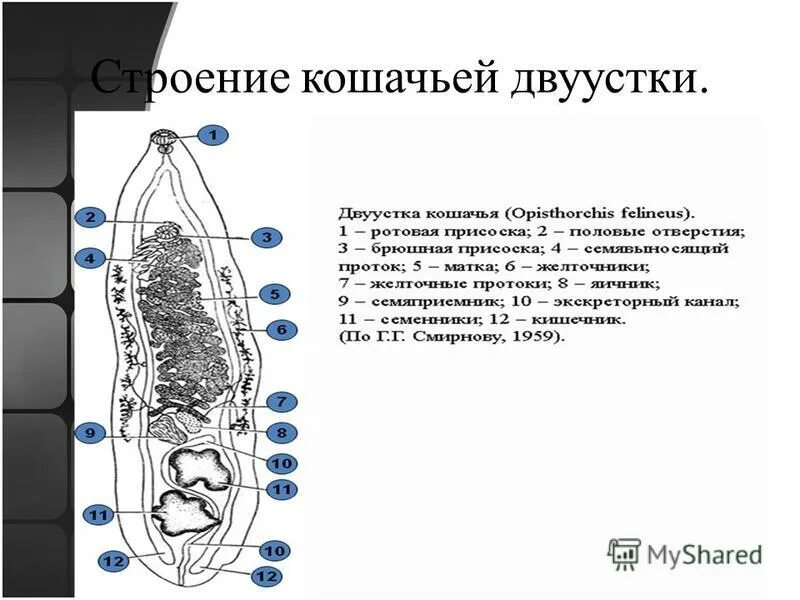 Печеночная двуустка жизненный цикл. Марита Opisthorchis felineus. Марита Сибирского сосальщика. Кошачий сосальщик строение. Марита кошачьей двуустки.