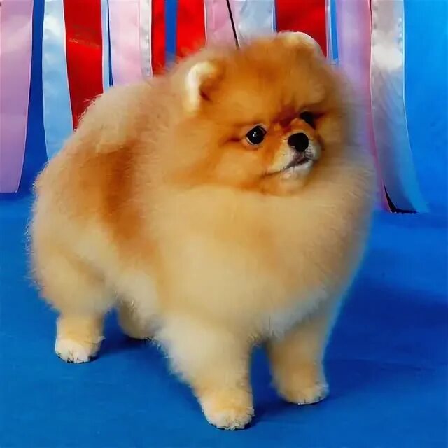 Померанский шпиц маруся. Шпиц что нужно знать перед покупкой. Шпиц собака померанский питание. Померанский шпиц золотистый. Шпиц в квартире.