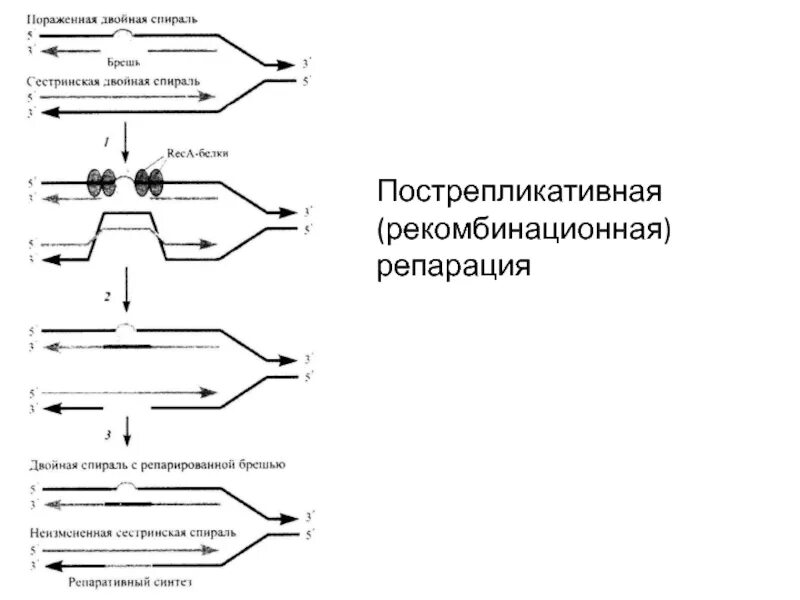 Репарация генетических повреждений. Пострепликативная репарация днк. Пострепликативная (рекомбинантная) репарация. Рекомбинационная репарация схема. Схема процесса репарации.