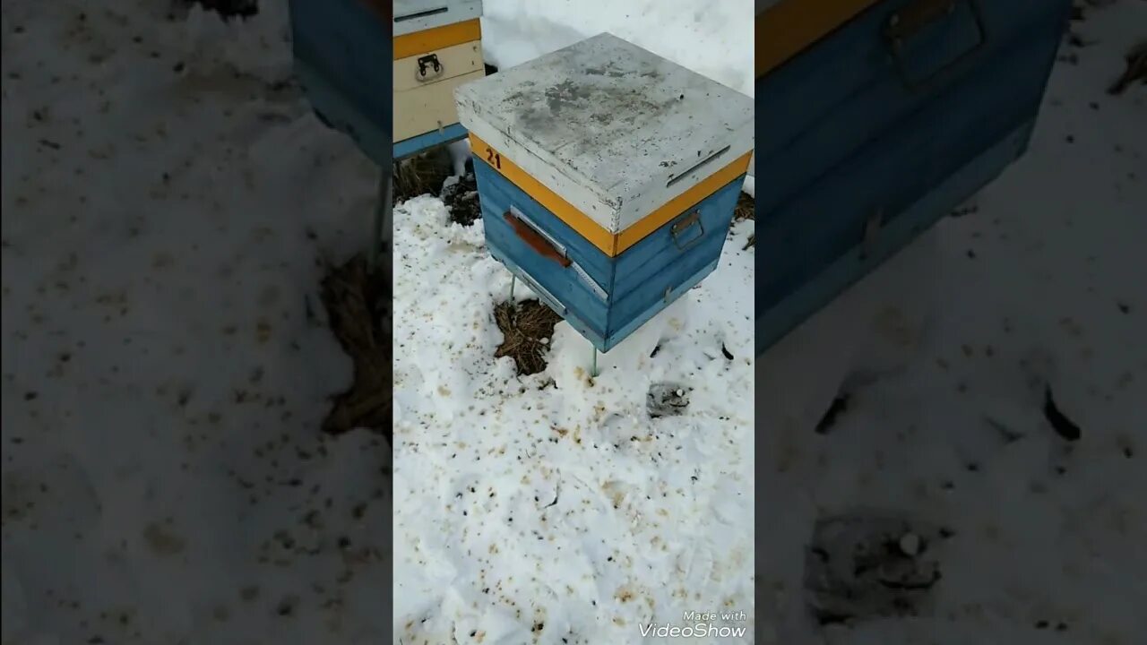 Пчелы после облета