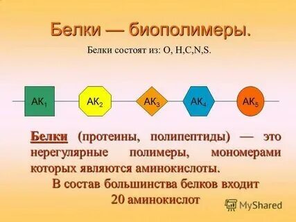 Белок относится к нерегулярным биополимерам